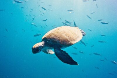 TRY SCUBA DIVING with a Dedicated Instructor - Your 3-Hour Flow: From Briefing Room to Underwater Spot