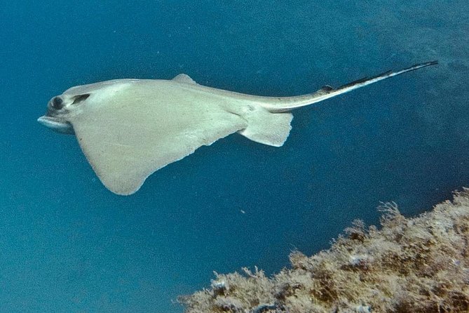 TRY SCUBA DIVING with a Dedicated Instructor - Meeting Hours and When to Go: Practical Tenerife Timing