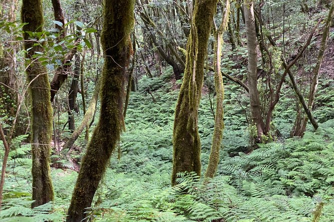 VIP tour of La Gomera from Tenerife - Garajonay National Park at La Laguna Grande: laurel forest walking plus the gomero whistle