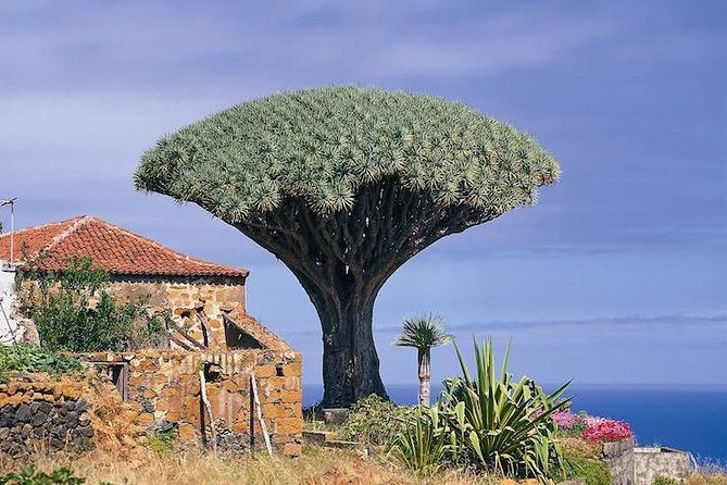 Volcano Teide - Masca ravine. Guided Tour from Puerto de la Cruz - Tenerife - A 9-Hour Teide and Masca Loop from Puerto de la Cruz