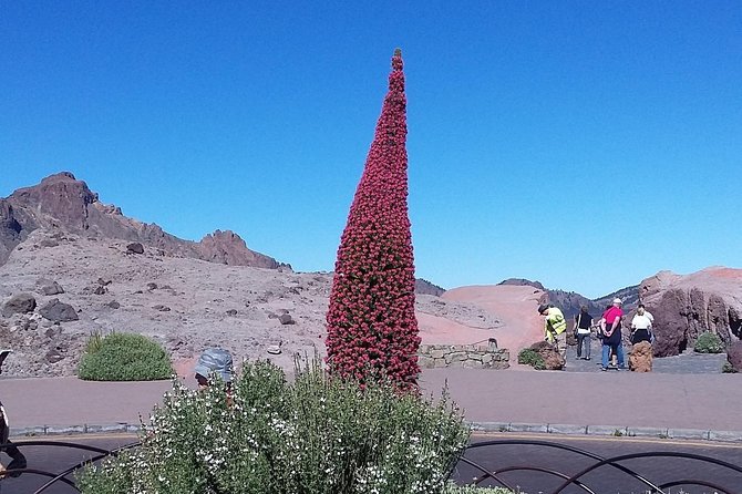 Volcano Teide - Masca ravine. Guided Tour from Puerto de la Cruz - Tenerife - Icod de los Vinos and El Drago Milenario: Tree First, Then Wine