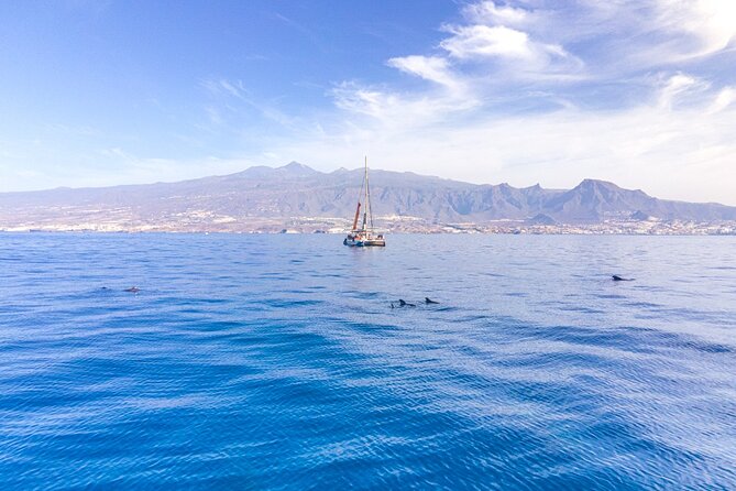 Watching and Listening Whales visiting Los Gigantes&Masca. Food&drinks included - On the water: whale and dolphin watching with live commentary