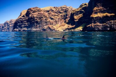 Watching and Listening Whales visiting Los Gigantes&Masca. Food&drinks included - Getting to Costa Adeje: where you start and what to plan