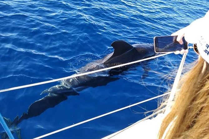 Whale and Dolphin Small Group Sailing from Tenerife South - Your 3-hour plan: what happens from leaving port to coming back