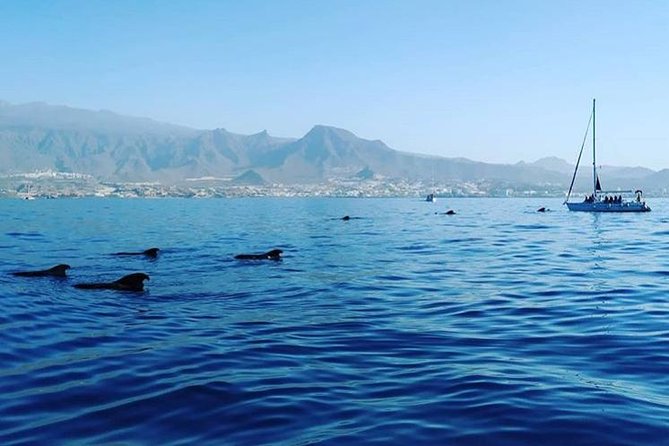 Whale and Dolphin Small Group Sailing from Tenerife South - Snorkeling on board: included gear, plus what you should realistically expect