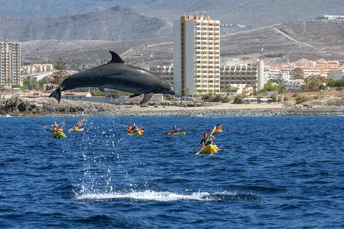 Whale and Dolphin Watching EcoAdventure in Tenerife - Key Things That Make This Tenerife Whale Trip Worth It