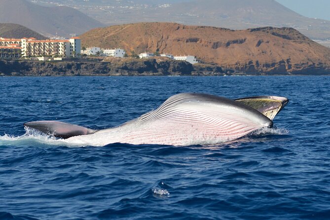 Whale and Dolphin Watching EcoAdventure in Tenerife - The Hydrophone Experience You Don’t Get on Big Boats