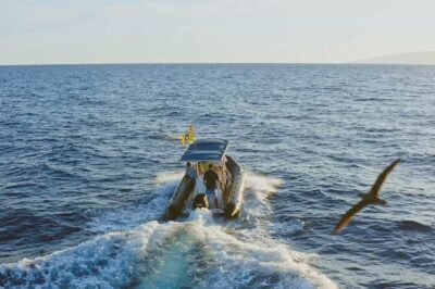 Whale and Dolphin Watching EcoAdventure in Tenerife - What the 2-Hour Format Feels Like (And Why It Works)