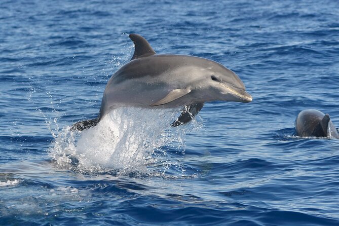 Whale and Dolphin Watching EcoAdventure in Tenerife - Before You Board: A Quick Education Session
