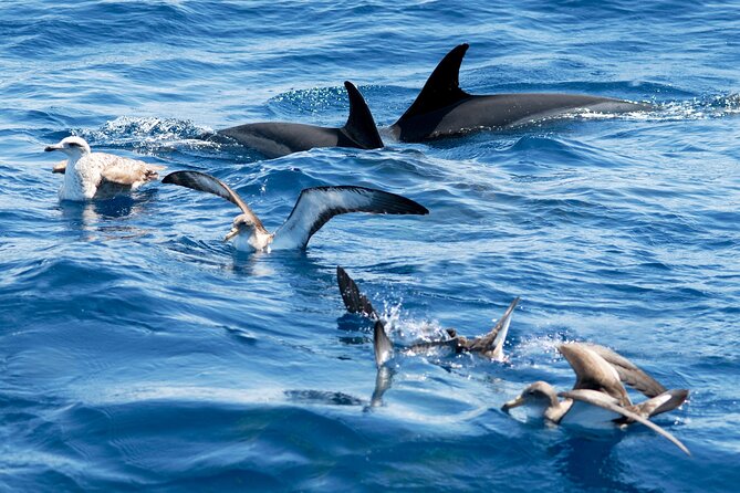 Whale and Dolphin Watching EcoAdventure in Tenerife - On the Water: How the Guide Helps You Spot Cetaceans