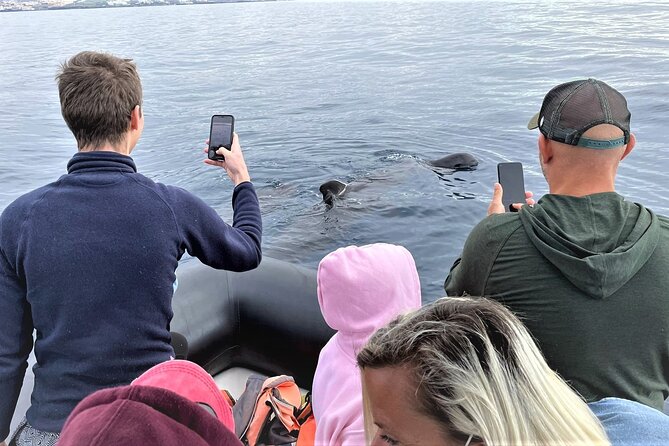 Whale and Dolphin Watching EcoAdventure in Tenerife - Small Boat Energy: Better Viewing, Less Noise