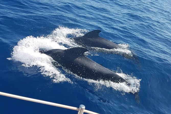 Whale and Dolphin Watching Sailing Boat with Drinks, Snacks and Swimming Time - Puerto Colón to open sea: the yacht feel that makes this worth it
