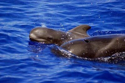 Whale and Dolphin Watching Sailing Boat with Drinks, Snacks and Swimming Time - How whale and dolphin spotting really works on a small sailing boat