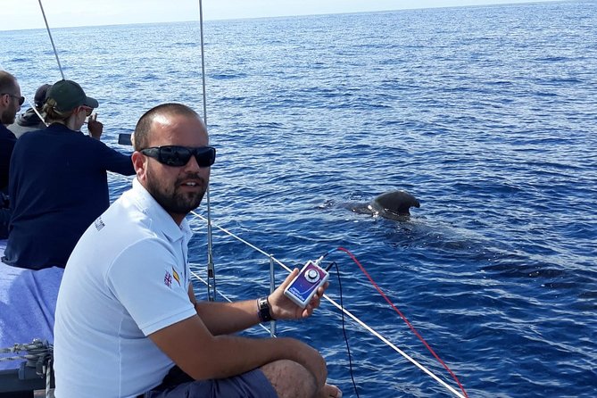Whale and Dolphin Watching Sailing Boat with Drinks, Snacks and Swimming Time - The itinerary is simple: one main departure, one main focus