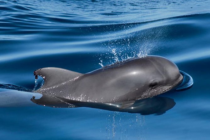 Whale and Dolphin Watching Sailing Boat with Drinks, Snacks and Swimming Time - Who this cruise fits best (and who should think twice)