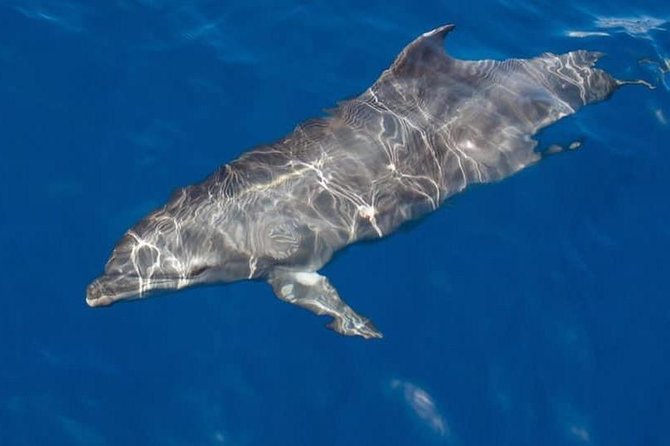 Whale and Dolphin Watching Yacht Trip in Puerto Colon - Key Takeaways Before You Sail