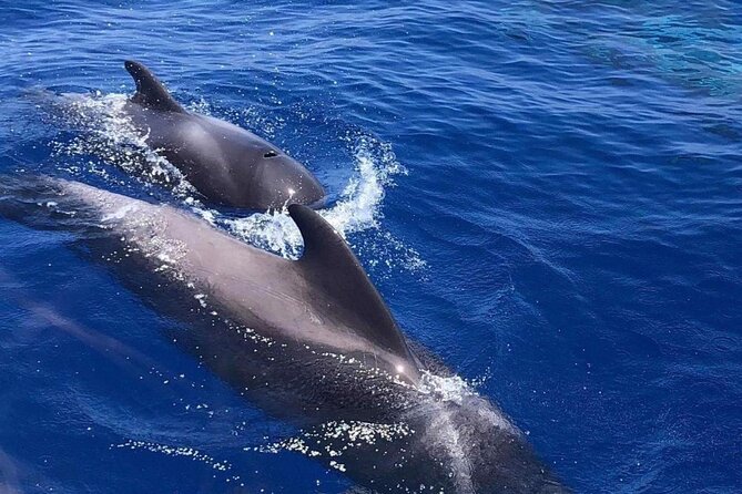 Whale and Dolphin Watching Yacht Trip in Puerto Colon - Captains, Commentary, and the Personal Touch