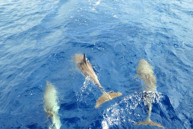 Whale and Dolphin Watching Yacht Trip in Puerto Colon - How Much This Costs—and Whether It’s Good Value