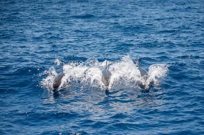Whale and Dolphin Watching Yacht Trip in Puerto Colon - The Swim and Snorkel Stop: What You Can Expect (and When It Changes)