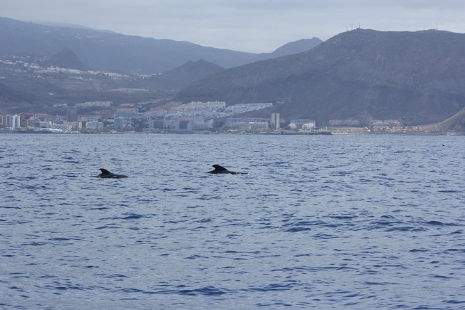 Whale Watching and Marine Science Tour - Marine Science Tools Change How You Listen