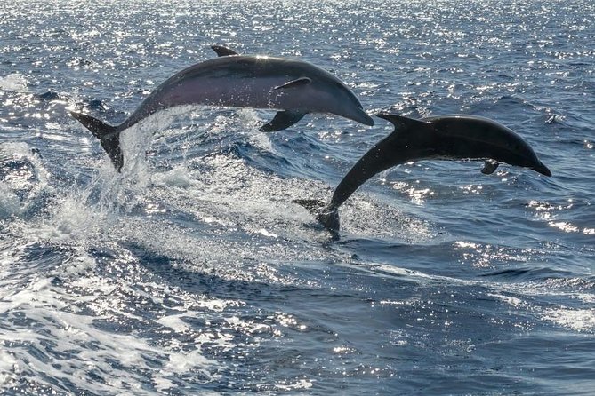 Whale Watching Catamaran in Costa Adeje (Including drinks & Sandwich) - A whale-watching catamaran that’s built for value in Costa Adeje