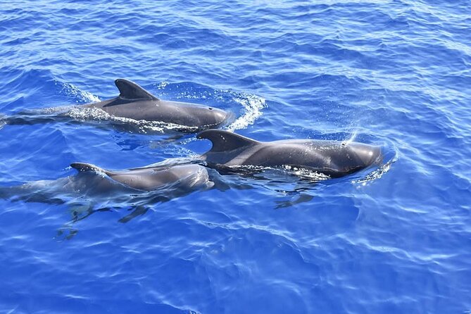 Whale Watching Catamaran in Costa Adeje (Including drinks & Sandwich) - The 3-hour rhythm: boarding, time at sea, and a swim break