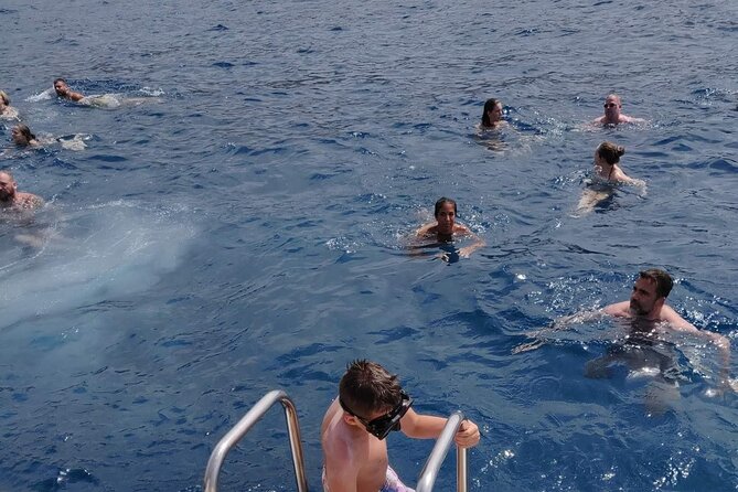 Whale Watching Catamaran in Costa Adeje (Including drinks & Sandwich) - Pickup, tickets, and where you’ll actually meet
