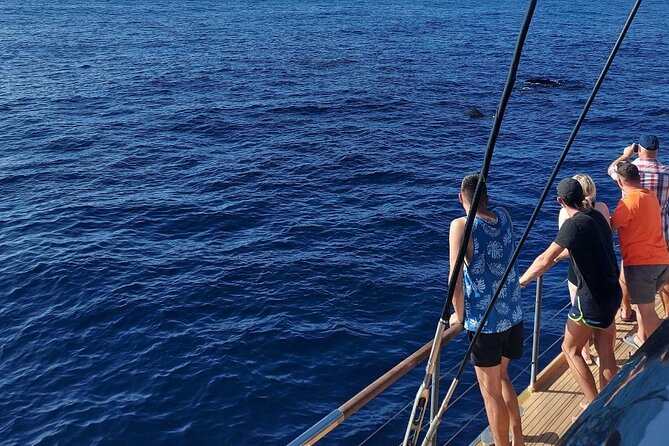 Whale Watching Catamaran in Costa Adeje (Including drinks & Sandwich) - What you can realistically spot: dolphins, pilot whales, and turtles