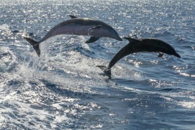 Whale Watching Catamaran to Los Gigantes & Masca (Including drinks & warm lunch) - Getting on board: meeting point, gates, and pickup rules in the south