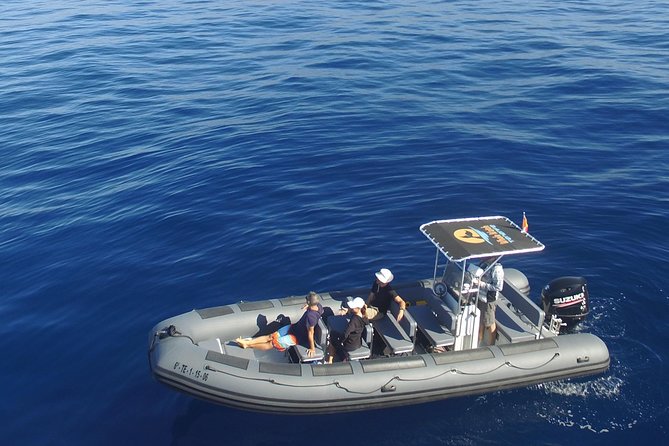 Whale Watching Eco-Adventure from Costa Adeje - Key highlights worth planning around