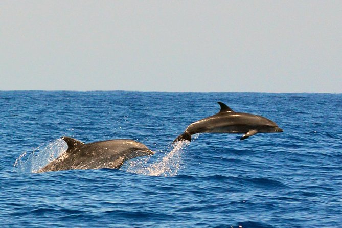 Whale Watching Eco-Adventure from Costa Adeje - Costa Adeje whale watching, but with a calmer pace