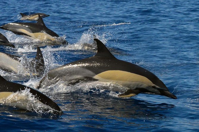 Whale Watching Eco-Adventure from Costa Adeje - Meeting up at Puerto Colón Marina (Costa Adeje)