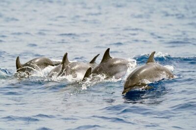 Whale Watching Eco-Adventure from Costa Adeje - The 8-meter RIB experience: why size and speed both matter