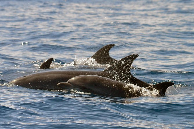 Whale Watching Eco-Adventure from Costa Adeje - What you’re actually doing out on the water