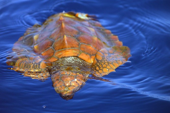 Whale Watching Eco-Adventure from Costa Adeje - Wildlife you might see (and what to notice)