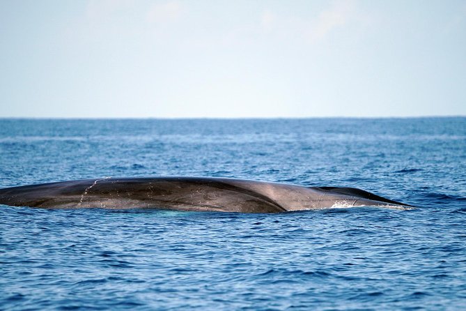 Whale Watching Eco-Adventure from Costa Adeje - Eco-friendly viewing in real terms, not just marketing
