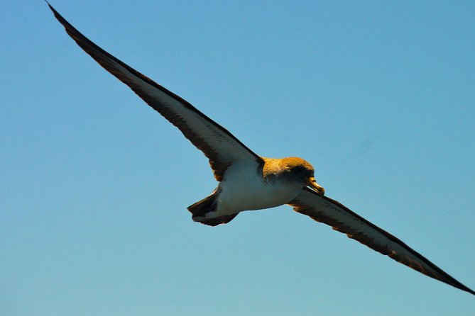 Whale Watching Eco-Adventure from Costa Adeje - The 2-hour flow: how the time usually feels