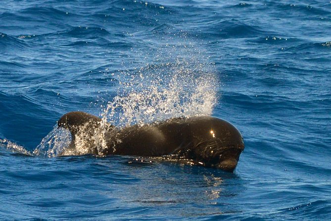Whale Watching Eco-Adventure from Costa Adeje - Free photos by email: a small add-on with real value