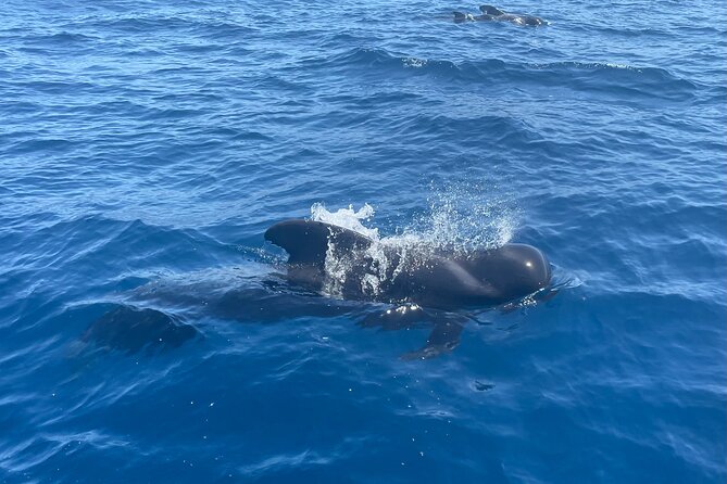 Whales and Dolphins excursion on a Luxury Yacht in Canary Islands - Snorkeling at Los Cristianos cliffs: the best part for many people