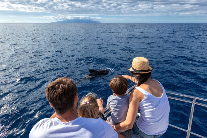 Whales & Dolphins watching in exclusive sailboat - Sailing from White Tenerife: Getting to Marina Puerto Colón without stress