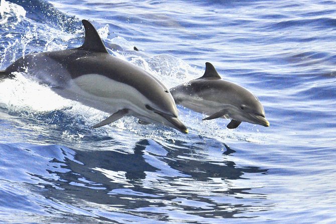 Whales & Dolphins watching in exclusive sailboat - What’s included vs what costs extra on the day